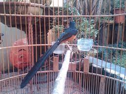 Cara Merawat Ekor Murai Batu Yang Rusak Agar Bagus Kembali Burung Murai Jenis