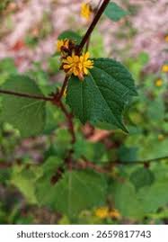 Image result for Triumfetta digitata