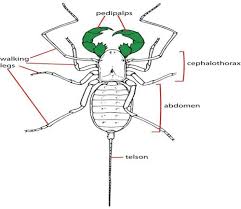 Arthropod Classification Advanced Ck 12 Foundation