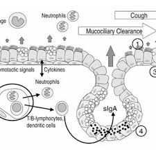 Host Defense Mechanisms Of The Respiratory Epithelium Coughing And Download Scientific Diagram