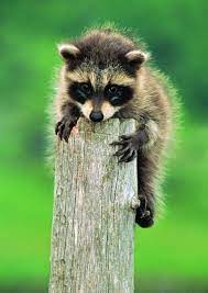 cute animals aww tiere niedliche tiere tierbilder