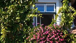 „selbstklimmer eignen sich nur für fugenlose, massive wände, betont brandhorst. Kletterpflanzen Vielseitige Alleskonner Fur Garten Und Hauswand
