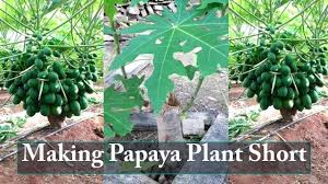 Department of agriculture plant hardiness zones 10 to 12. Tips To Make Papaya Plant Bear Fruit In Short Youtube