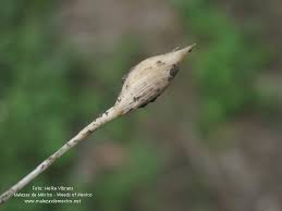 Image result for Enteropogon