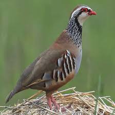 Image result for Alectoris rufa