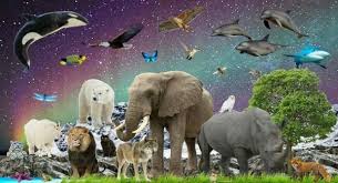 Pixie dust, magic mirrors, and genies are all considered forms of cheating and will disqualify your score on this test! Are Your Spirit Animals Compatible Quiz Accurate Personality Test Trivia Ultimate Game Questions Answers Quizzcreator Com
