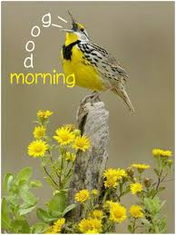Birds In My Area Now Good Morning My Beautiful Sweetheart It Won T Be Long Now Till You Are Getting Better Have A Good Day I Miss You I Lusm Beautiful Birds Birds Pretty Birds