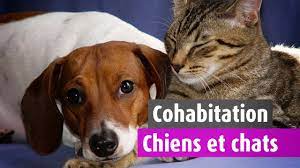 Combining speed dating with an interface similar to popular random chat websites such as chatroulette and omegle, we designed a chatrandom alternative where you can guarantee to meet real people who. La Cohabitation Chien Et Chat Youtube
