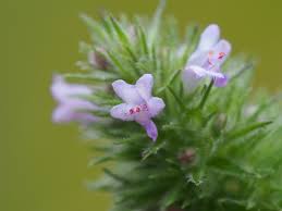 Image result for Cantinoa americana