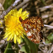 Image result for Blotiella currorii