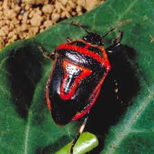 Color black/ red stink bugs as mentioned earlier, the most common colors you will encounter in stink bugs are brown and green. Not All Stink Bugs Are Troublesome Kentucky Pest News