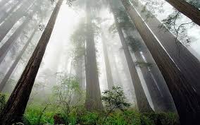 Maybe you would like to learn more about one of these? Earth Fog Forest Nature Redwood Tree Hd Wallpaper Wallpaperbetter