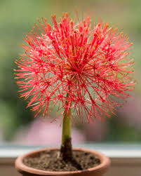 Image result for Scadoxus multiflorus