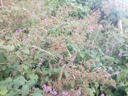 Image result for Hyparrhenia nyassae