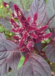 Image result for Amaranthus cruentus