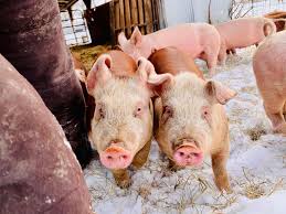 Please please support our local business and the best of friends. Support  Somerset Reindeer Ranch #somersetreindeerranch