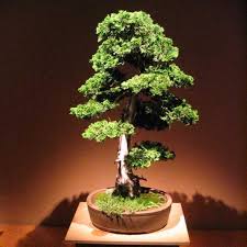 Beberapa Bentuk Dasar Bonsai Indonesia