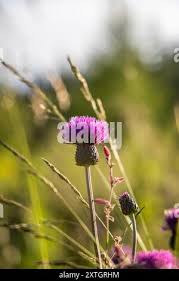 Image result for Carduus