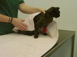 Burgess pet care bring you a short video with some simple tips and tricks to help you give a tablet to a cat who doesn't want to. How To Give Your Cat A Tablet International Cat Care