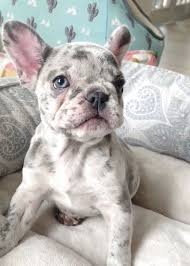 Although these two breeds may be similar, they are two different breeds and are merely distant. French Bulldog Puppies For Sale In Florida Akc French Bulldogs Fl Poetic French Bull French Bulldog Puppies Bulldog Puppies French Bulldog Puppies For Sale