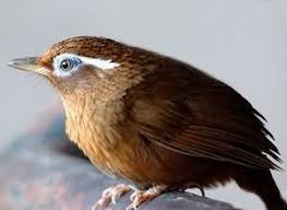 導讀 人類肥胖症對身體有很大的傷害 鳥兒也是如此 尤其是肥胖症已引起鳥類的疾病 所以在鳥兒的餵養當中一定要注意防止鳥兒得肥胖症 飼養觀賞鳥的鳥友們 以下文章我們一起來了解 pets animals bird