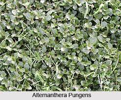 Image result for Alternanthera pungens