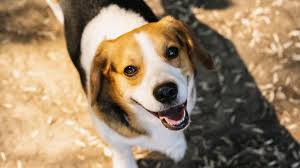 Dia internacional del perro frases. Kjfxqczkebb4im