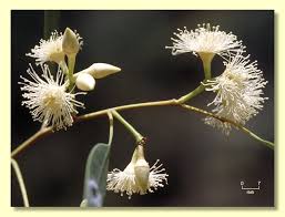 Image result for Multidentia exserta