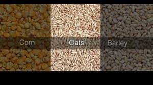 Is Feeding Oats To Horses For Weight Gain A Good Idea