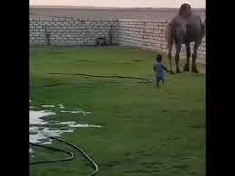 Camel race in uae camel catching camel race camel fighting camel fighting layyah camel mandi. Kid Gets Kicked By Camel Youtube
