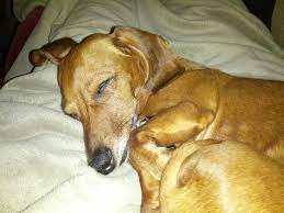 Katie Is Twitching And Barking In Her Sleep I M Sure She Is Dreaming Of Chasing Squirrels Squirrel Dachshund Animals