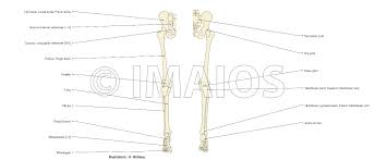 ☛ while the size of the human head right from birth won't change drastically, it is the torso and the lower limbs that grow in length. Anatomy Of Lower Extremity