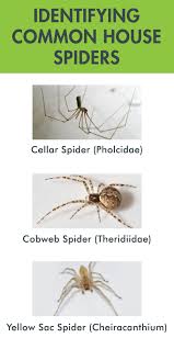 Check spelling or type a new query. Keeping Spiders Out Of Your Home Pest Info And Tips