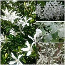 Image result for Aerva leucura