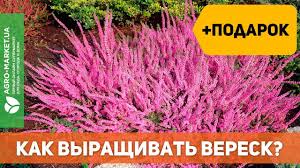 Jun 01, 2021 · только что, вереск сказал: Veresk Posadka I Uhod Kak Vyrastit Veresk Agro Market Ua Youtube