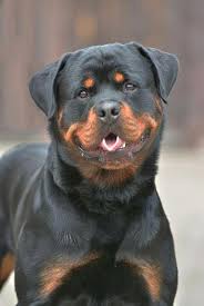all about the confident rottweiler puppies rottweilerfans rottweilers world rottweilerfacts rottweiler puppies dog breeds rottweiler