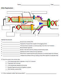 The original information stored in the order of bases will direct the synthesis of the new. Dna Replication Dna Replication Dna Lesson Teaching Biology