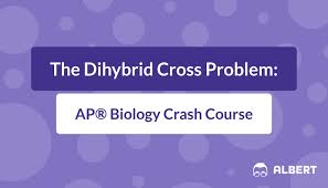 In a dihybrid cross, the inheritance of one trait does not influence the inheritance of another trait. Dihybrid Cross Problem Ap Biology Crash Course