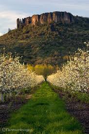 Lower Table Rock Rises Above A Pear Orchard In Southern Oregon S Rogue Valley By Jay Newman Newmanimages Phot Oregon Travel Oregon Nature Oregon Photography