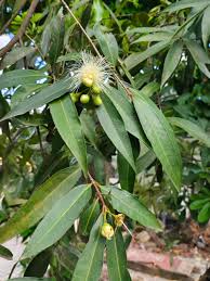 Image result for Syzygium jambos