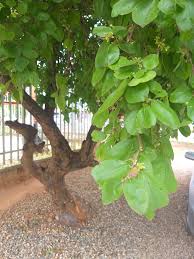 Image result for Rytigynia sp. N