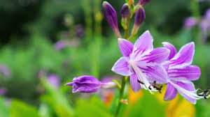 Image result for Bothriocline longipes