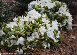 Most are deciduous (lose leaves in the. Bloom A Thon White Reblooming Azalea Rhododendron X Proven Winners
