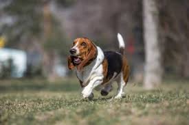 A top of cuteness in the world of dogs. Least Aggressive Dog Breeds Top 10 List With Photos Pet Comments