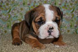 Bulldog Bulldog Puppies English Bulldog Puppies American Bulldog Puppies