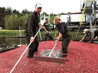 Become a Cranberry Bogger: Experience a Day on the Farm