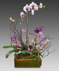 Our pick of the week: Blooming Orchids Basket Floral Arrangements French Florist Los Angeles California 90035