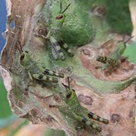 Maybe you would like to learn more about one of these? Grasshopper Organic Control Information