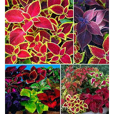 Image result for Coleus meyeri