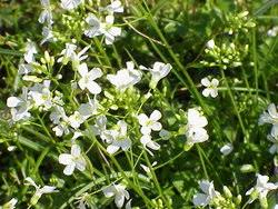 Image result for Arabis